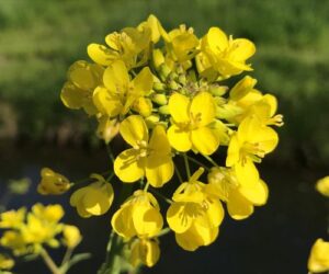Klantervaring Piekeren 1
