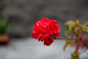 De piekerspecialist - Stress door rouw