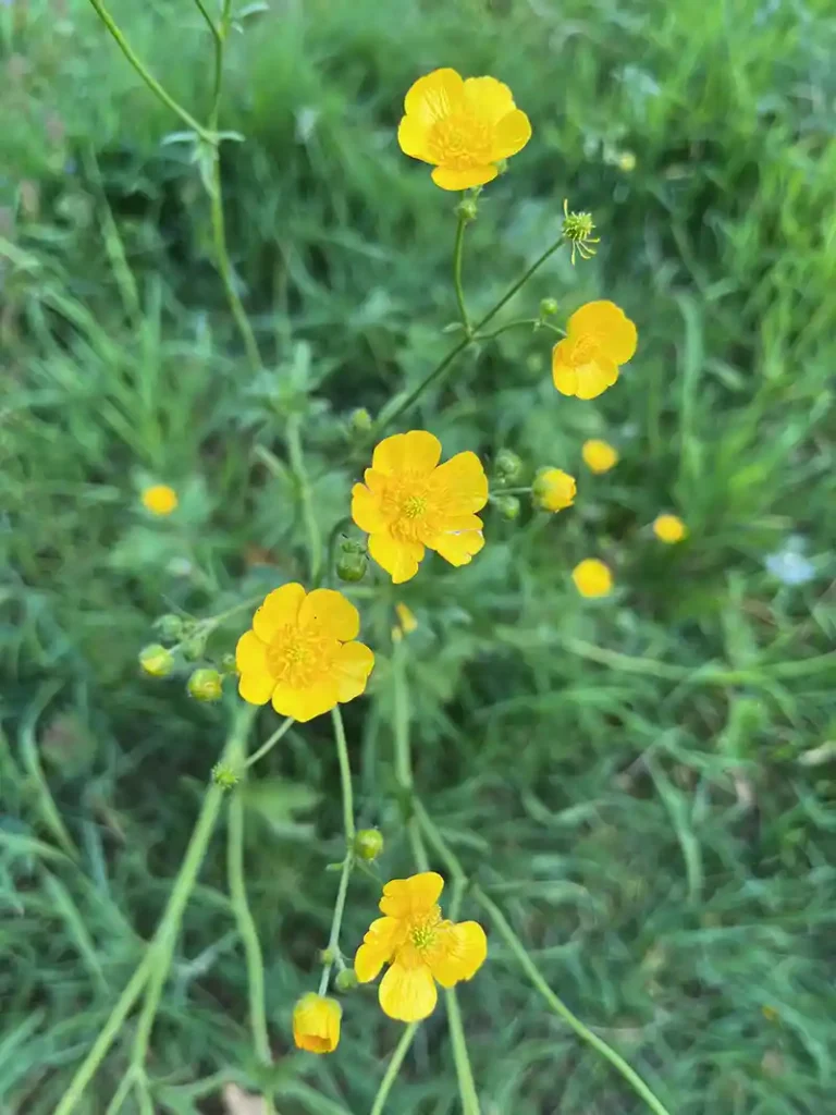 gele bloem voor overmatig piekeren