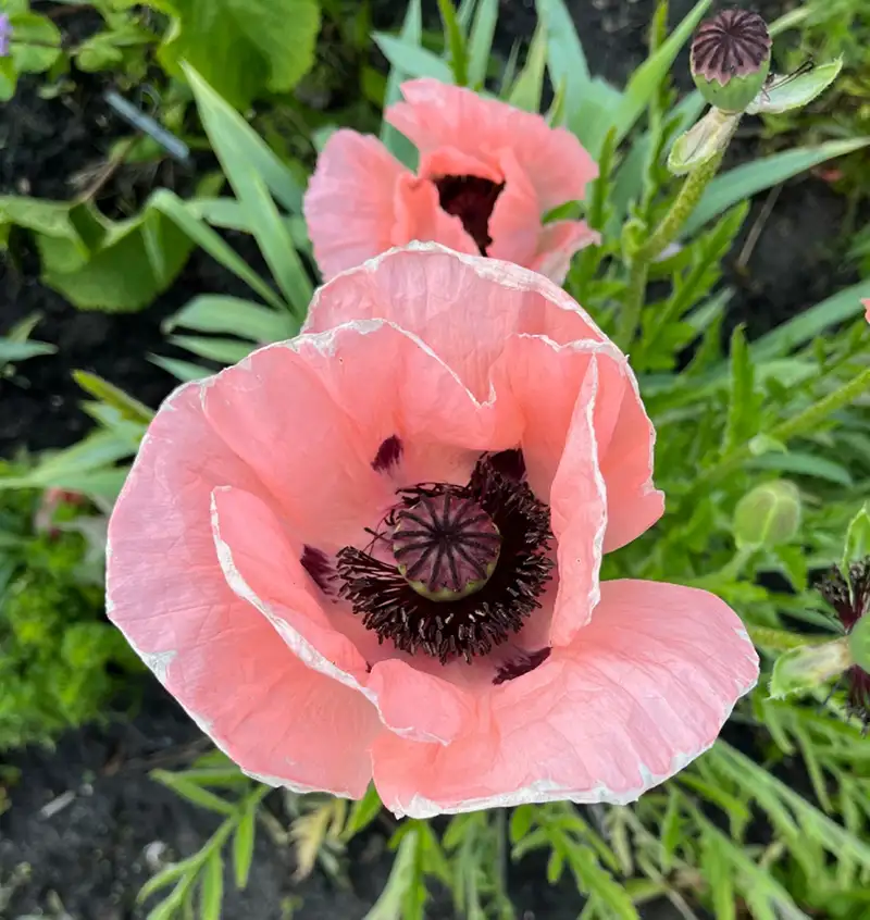 papaver