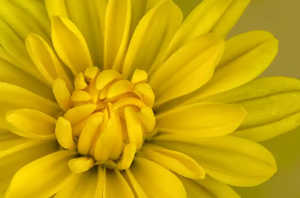 piekeren stress en loopbaan